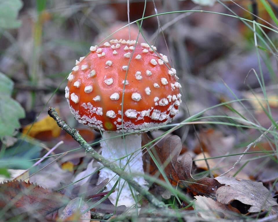 Natuurtuin_'s tweet photo. Sprookjesachtig mooi! Wandel ook eens door de Natuurtuin (Goffertweg, tegenover Goffertbad en naast Goffertboerderij) #Nijmegen #herfst #natuur https://t.co/jJ8nzVRHUk