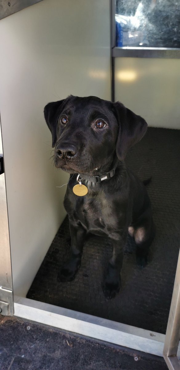ThamesVP's tweet photo. Hi everyone 👋

Just thought you’d all like to see Trainee PD Fergie this morning 🐶 https://t.co/QSEel6Nj2X