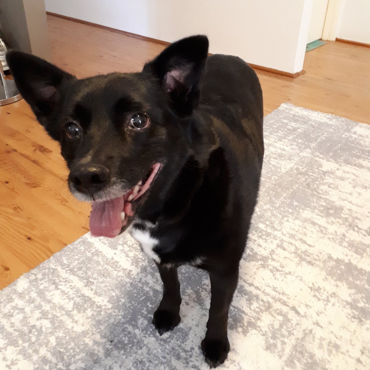 Hey there! I am Roxy a Kelpie x Bully. I live in Australia with my husband. I live for FETCH! Tell me about you? #Australia #australiassweetheart @aussiesdointhgs #australianshepherd #HelloWorld #Hello #blackdog @mcleodchristy21 @bear_dogue @BitPetsLLC @ganbor_zoi @Freddy_The_Cat