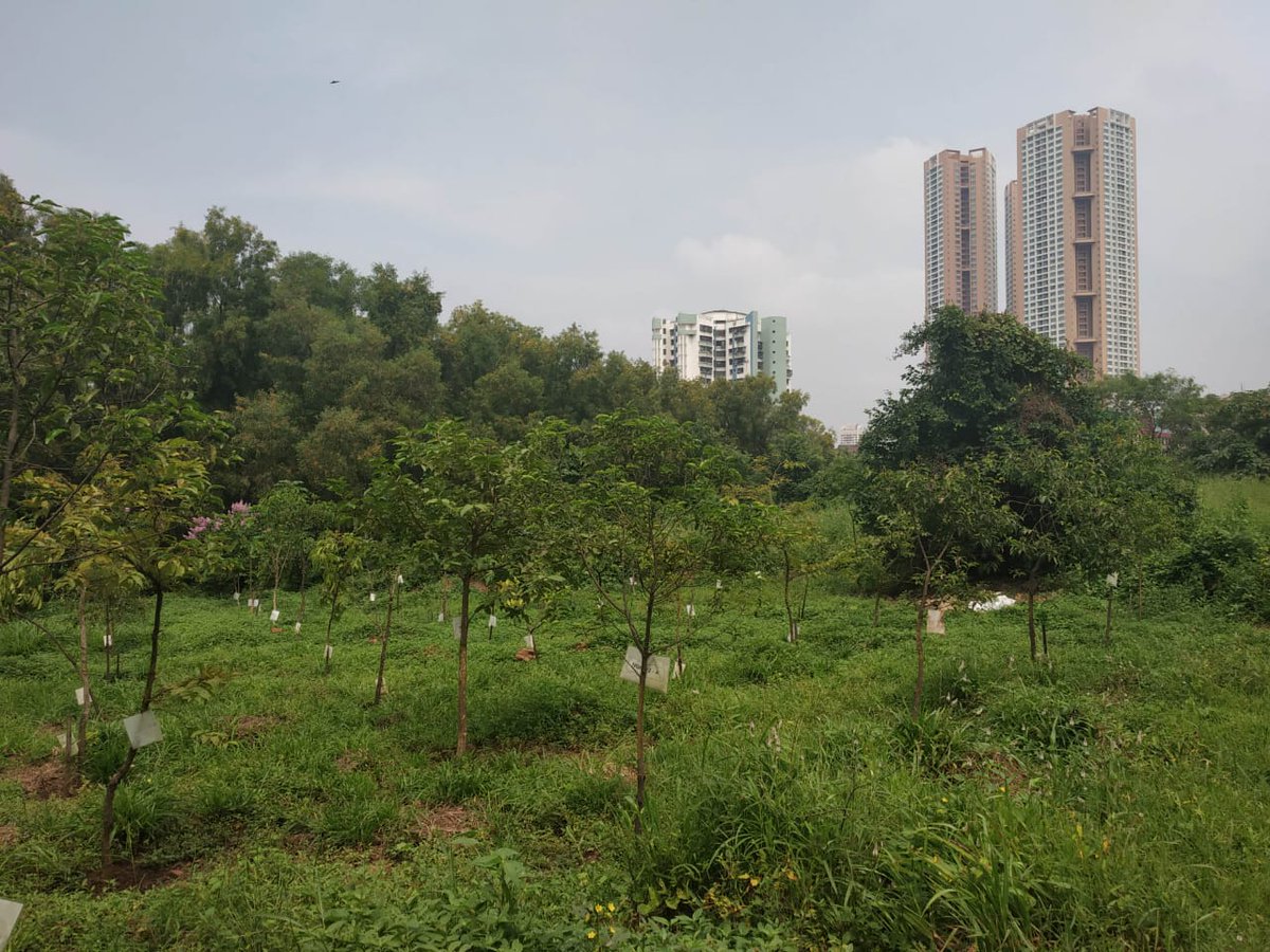 Lamasaysit's tweet photo. @aliaa08 Here....#MMRC has planted 24000 trees & committed to plant more. Join us to #PlantATree while we build @MumbaiMetro3 to provide you with safer, faster & comfortable commute that will reduce #Pollution and #TrafficCongestion. Let us #MakeMumbaiGreen https://t.co/pFCGjcDc8l