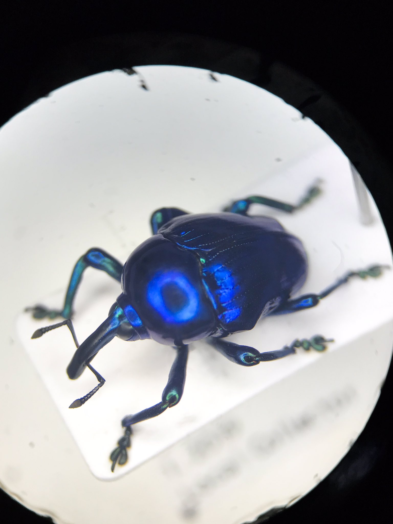 メキシコ産 美麗ホウセキヒメゾウムシ 昆虫標本