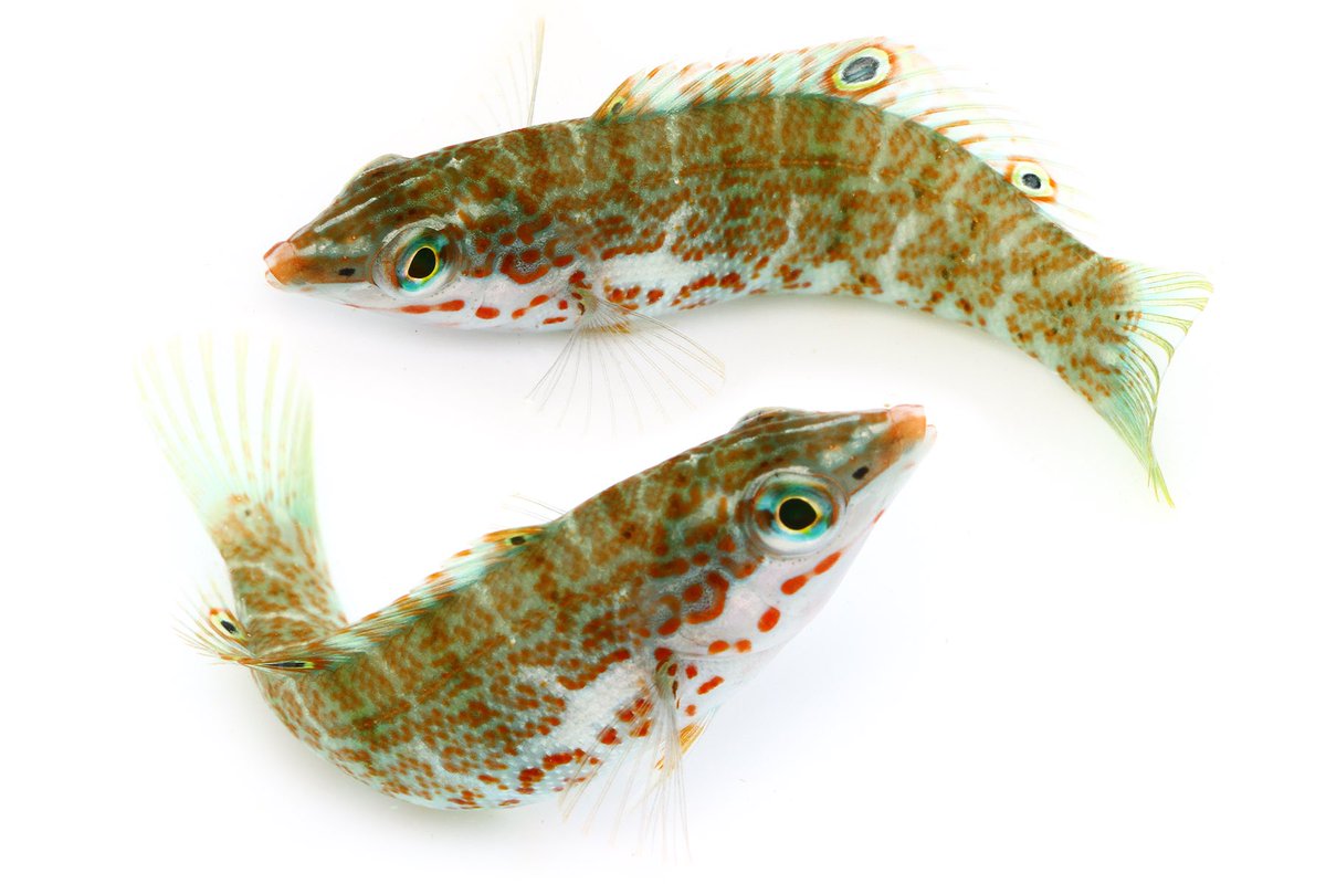ゆうじ 西表島で観察した色々な魚 種類が全然わからずお手上げ状態 開き直って 魚 Spp というファイル名になっています どなたか名前がわかる方がいらっしゃいましたら是非教えて下さいm M 全部わかりませんのでどれか一つでも分かればありがたい ゆうじ 西表島で観察した色々な魚 種類が全然わからずお手上げ状態 開き直って 魚 Spp というファイル名になっています どなたか名前がわかる方がいらっしゃいましたら是非教えて下さいm M 全部わかりませんのでどれか一つでも分かればありがたい