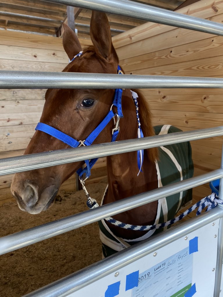 Found this lil cutie that’s selling today! I wonder if she’ll fit in the back seat🤔 @ACConte917 want to be partners?! She’s your color! #futuechampion #HarnessRacing #shesafirecracker