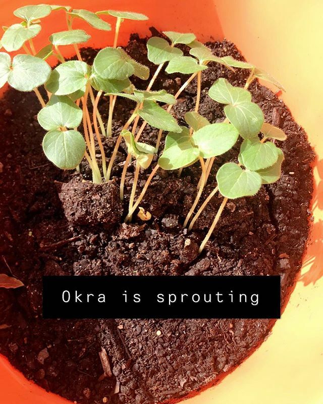 MissBrandy407's tweet photo. #okra #mylife #mychill #brandyellen #floridaliving #florida #orlando #containergardening #gardening #conway #veggies #farm #organic https://t.co/hB1uyqmiU0 https://t.co/ldiWAe7Btz