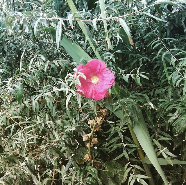 many flowers still doing their thing here #amcgardens  #communitygardens  #autumn  #october