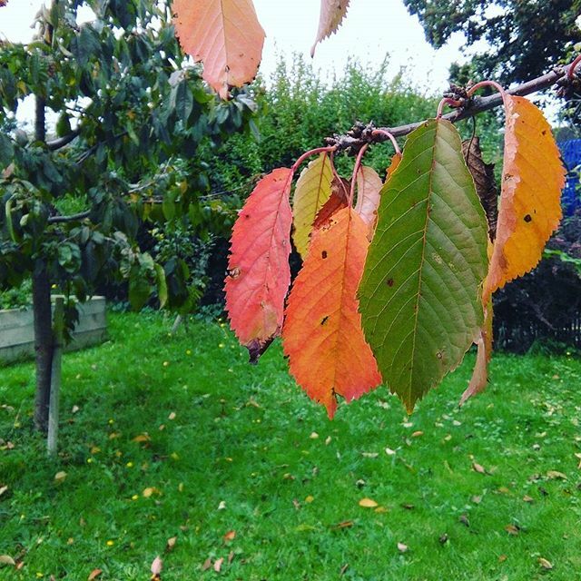 cherry leaves just beginning to turn here #amcgardens  #autumn  #communitygardens  #october