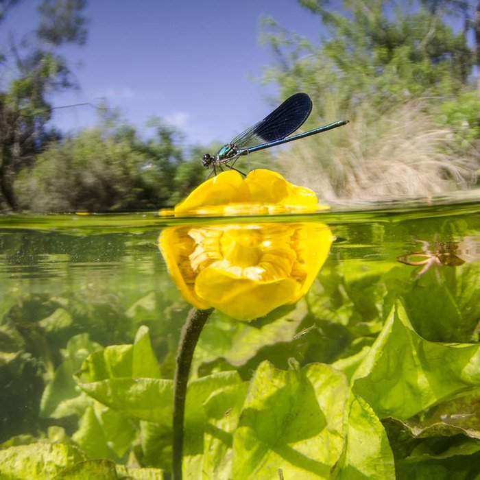 DenisCheissoux's tweet photo. 💦 Eau et 🐍 biodiversité : un duo pour la vie❕
 #FDS2019 #EauBiodiv2019 

Venez vous informer avec l’éclairage de Vincent Prié, Nicolas Lamouroux et Pierre-Henri Gouyon.
👉 Dimanche 6 octobre 16h30
📍 Musée des Confluences Lyon
👍 Entrée libre
▶️  https://t.co/5JAXIc6p8a https://t.co/jNMOwd2bz7