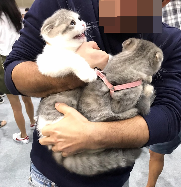 ggluvcats's tweet photo. คือน้องแมวพวกนี้มาจากแม่เดียวกัน แต่พี่เจ้าของขายแล้ว แล้วมานัดรียูเนียนกันที่งาน pet expo สรุปน้องจำกันไม่ได้จ้า เมินหน้าหนี แว้ดใส่กันด้วย ทั้งแม่ทั้งลูกเลย แต่เอ็นดูมากอ่า5555555

Cr: เพจ หัวหอม แมวโก๊ะ https://t.co/hfKcB5mKZb