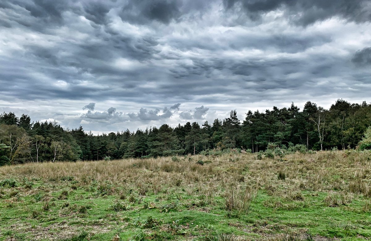 A grey sky day in #ashdownforest today, at least the rains not made an appearance. Yet! ☁️ #landscapes #views #StormHour #clouds