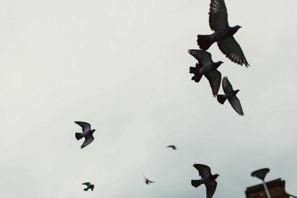 Free like a bird. ift.tt/355V9nI