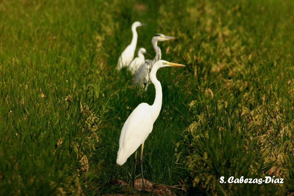 Espectacular a pesar de quedar ya pocos campos sin recoger¡ En los marjales de El #Saler garceta grande (#Egrettaalba), garceta común (#Egrettagarzetta) y garza real (#Ardeacinerea) 😁😍😍😍 #wildlifephotography #birds #ardeidas #birdlovers #DiaDeLasAves