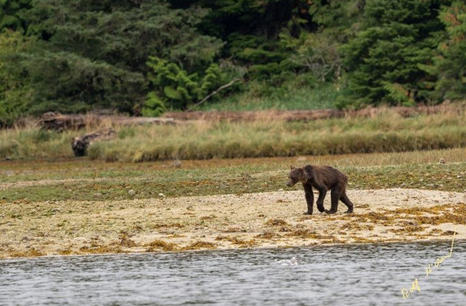 Mkapub's tweet photo. Climate change and emaciated grizzles: https://t.co/j5VRUBXtkt https://t.co/Eug2Nmdolg
