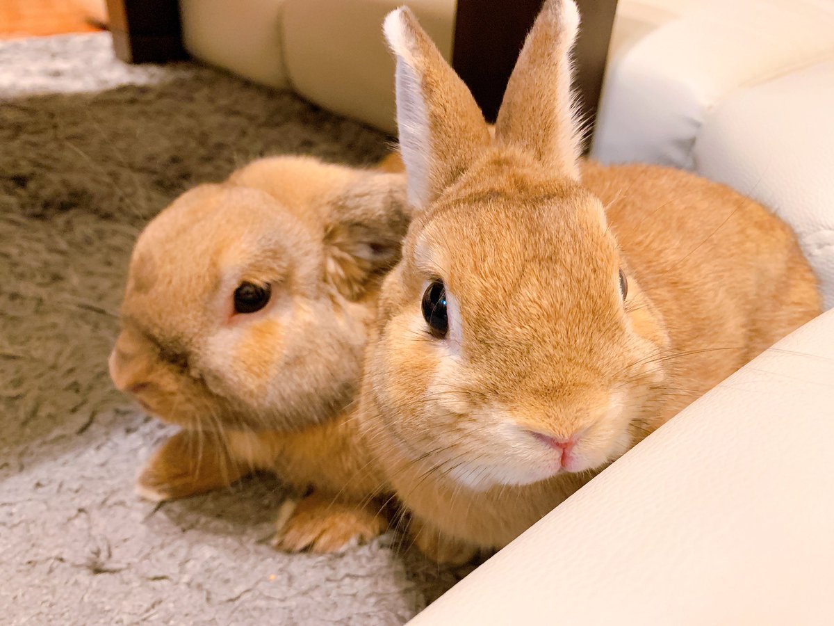 仲良しうさぎ
