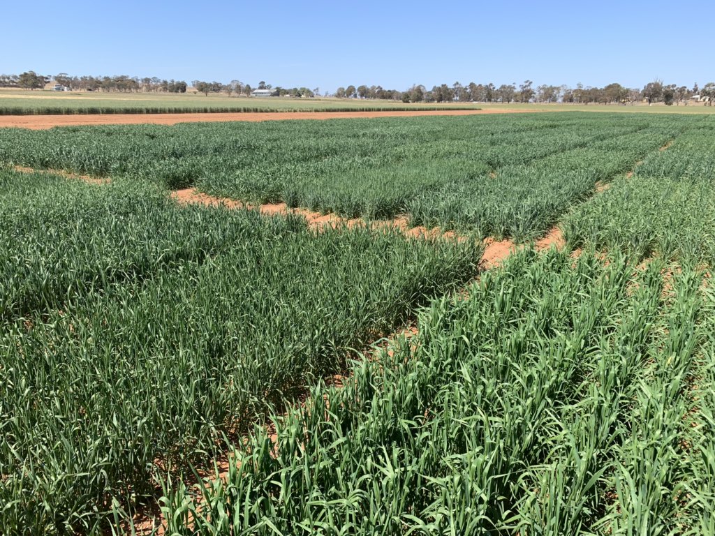 Great opportunity for cereal, canola and pulse researchers interested in making use of the Yanco, Merredin and Narrabri Managed Environment Facilities in 2020 <a href="/Yanco_MEF/">Yanco MEF</a> @DPIRDWA <a href="/pbinarrabri/">PBI Narrabri</a>