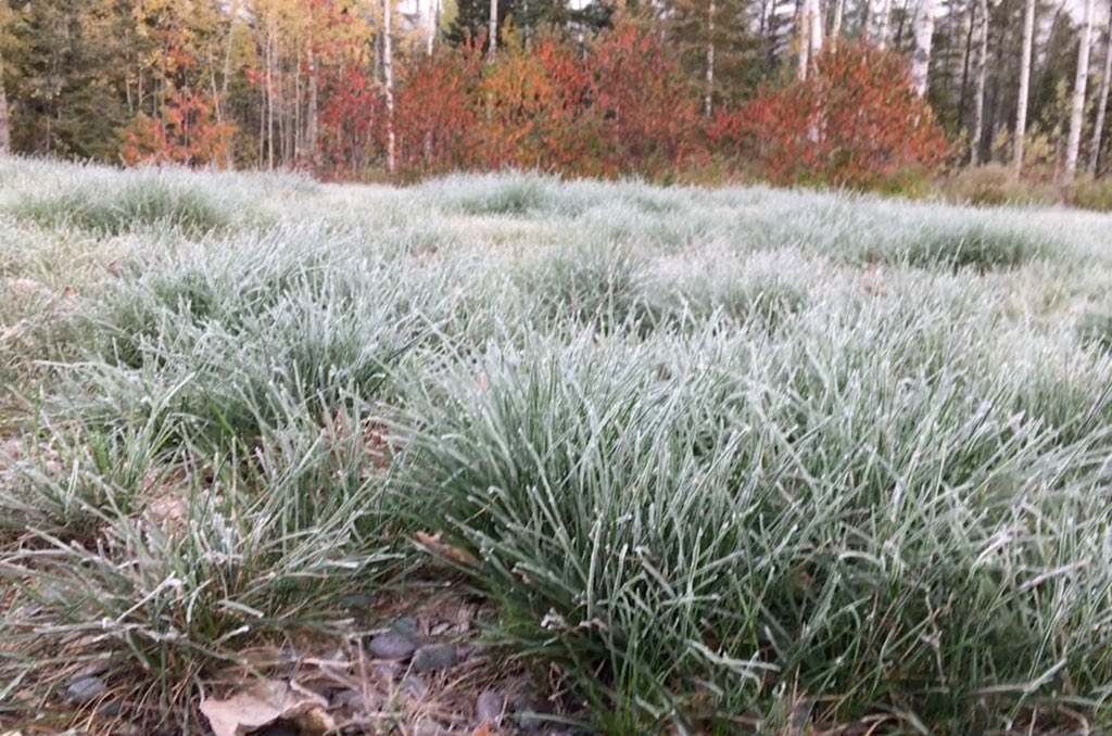 northernfield's tweet photo. @northernfield farms have a lot to contend with some #outoftheircontrol it’s a #badday when you wake up to #frost and you still have a lot to #harvest https://t.co/Zc6J832BIq