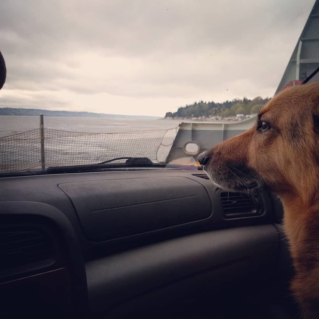 THORMICHAELSON's tweet image. DO THE WATER DOGS HAVE SEA SQUIRRELS TO CHASE?
#deepdogthoughts