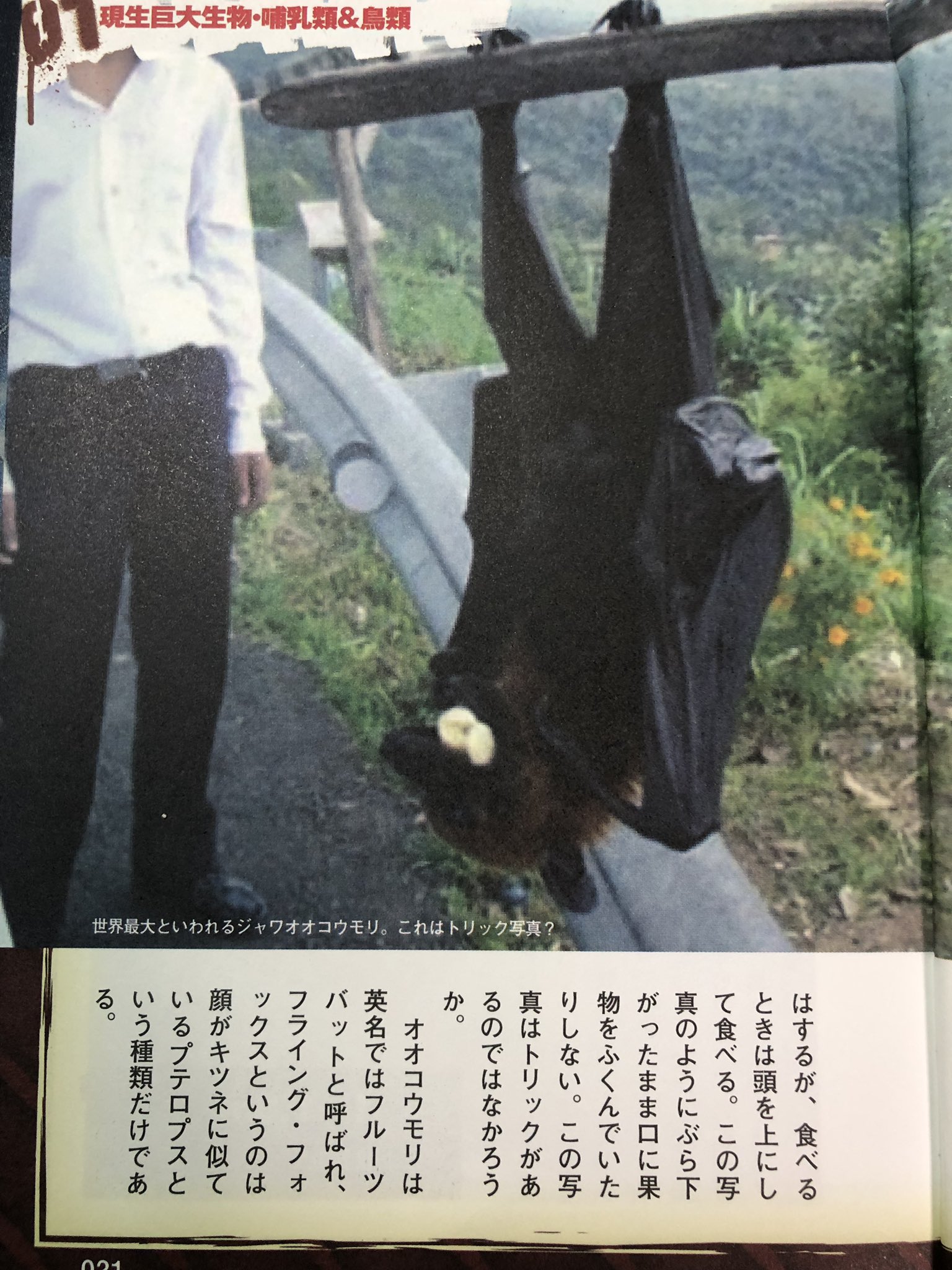 つぶまん A Twitter クソリプなのはわかっていますけどこのコウモリ存在しますか ちゃんと動いている動画が見つからなかったので気になります 詳しい人がいたら教えてください