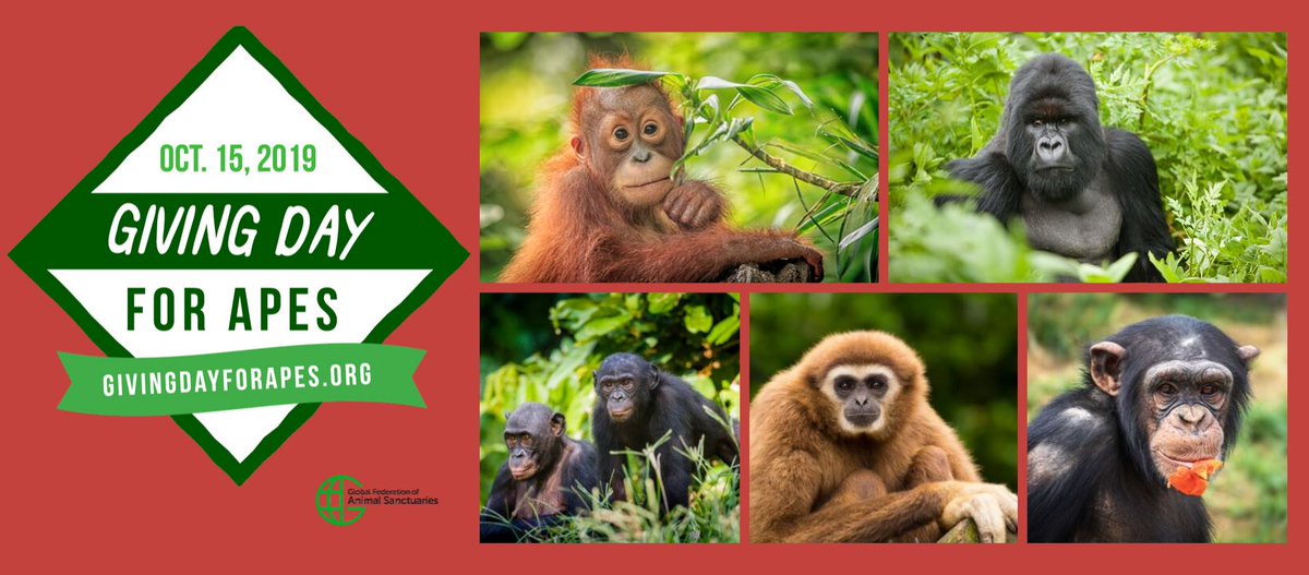 ArcusApes's tweet photo. By participating in #GivingDayForApes on Oct. 15, 30+ qualified #sanctuaries and rescues centers win prizes to fund their vital work to #supportapes and their habitats. Contribute to your favorite organization at https://t.co/ARw1HzppVO. #conservation

cc: @GFASsanctuary, @AaVs https://t.co/rjS6CoXVWR