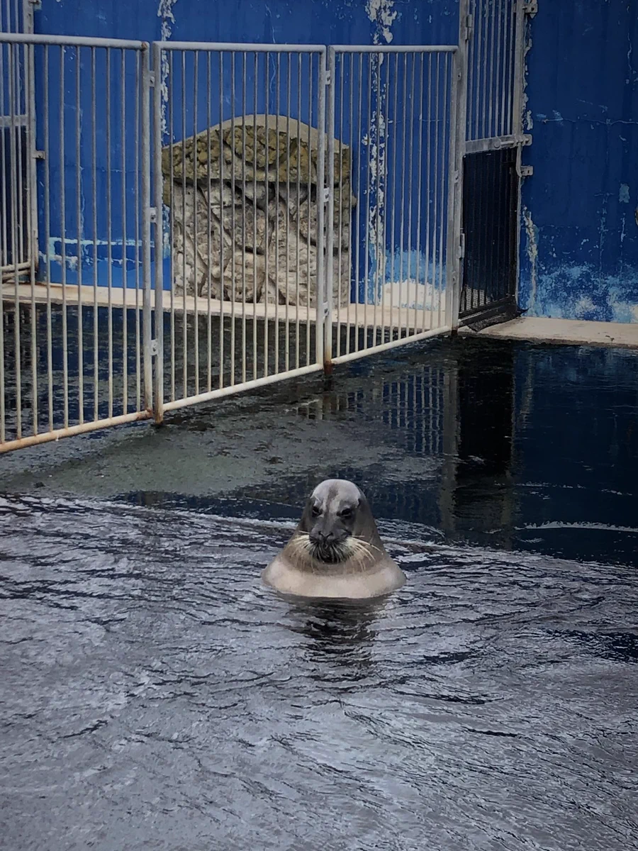 アザラシを見に行ったら、銭湯にいるオッサンだったｗｗｗｗ