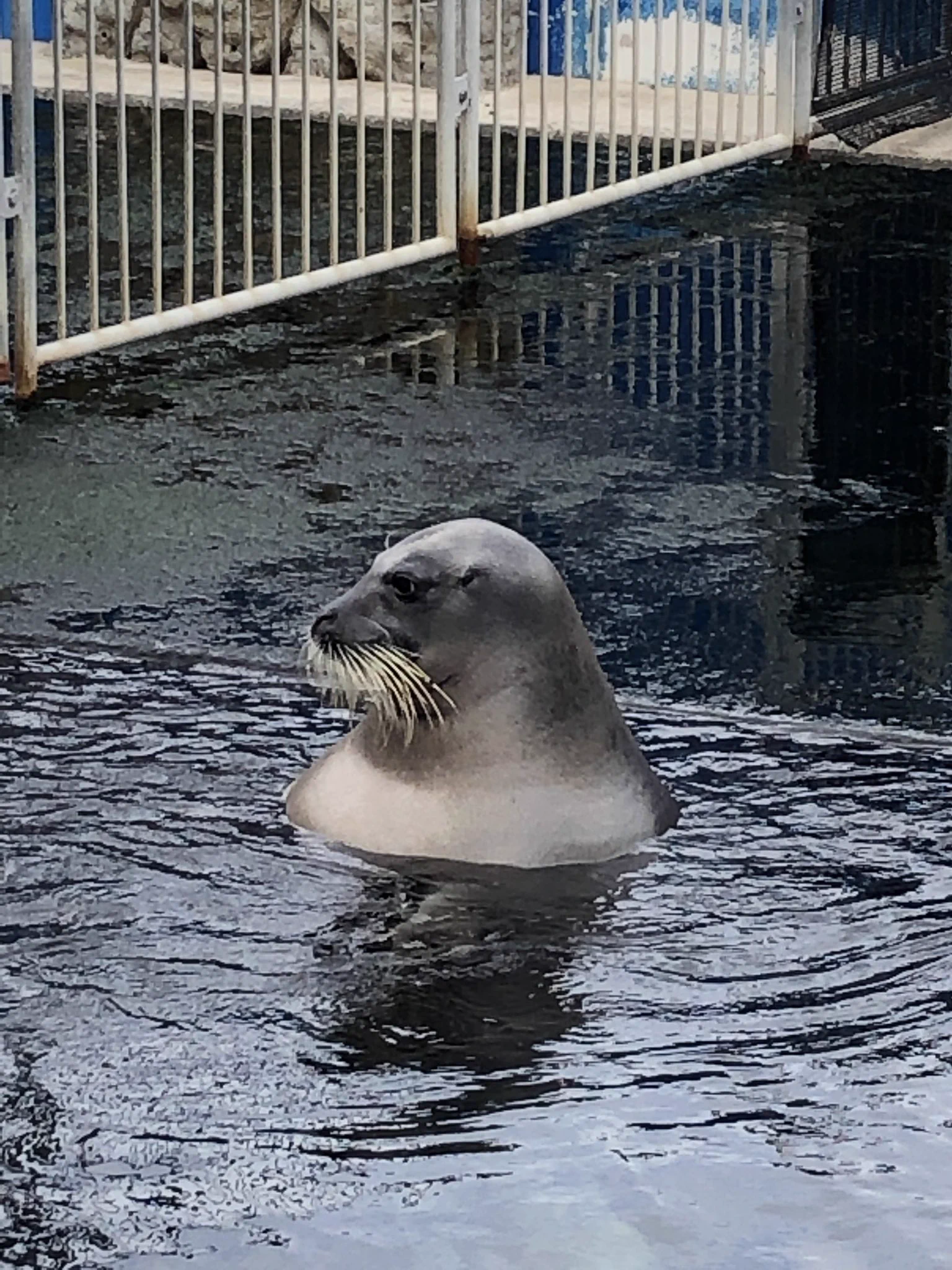 アザラシを見に行ったら、銭湯にいるオッサンだったｗｗｗｗ
