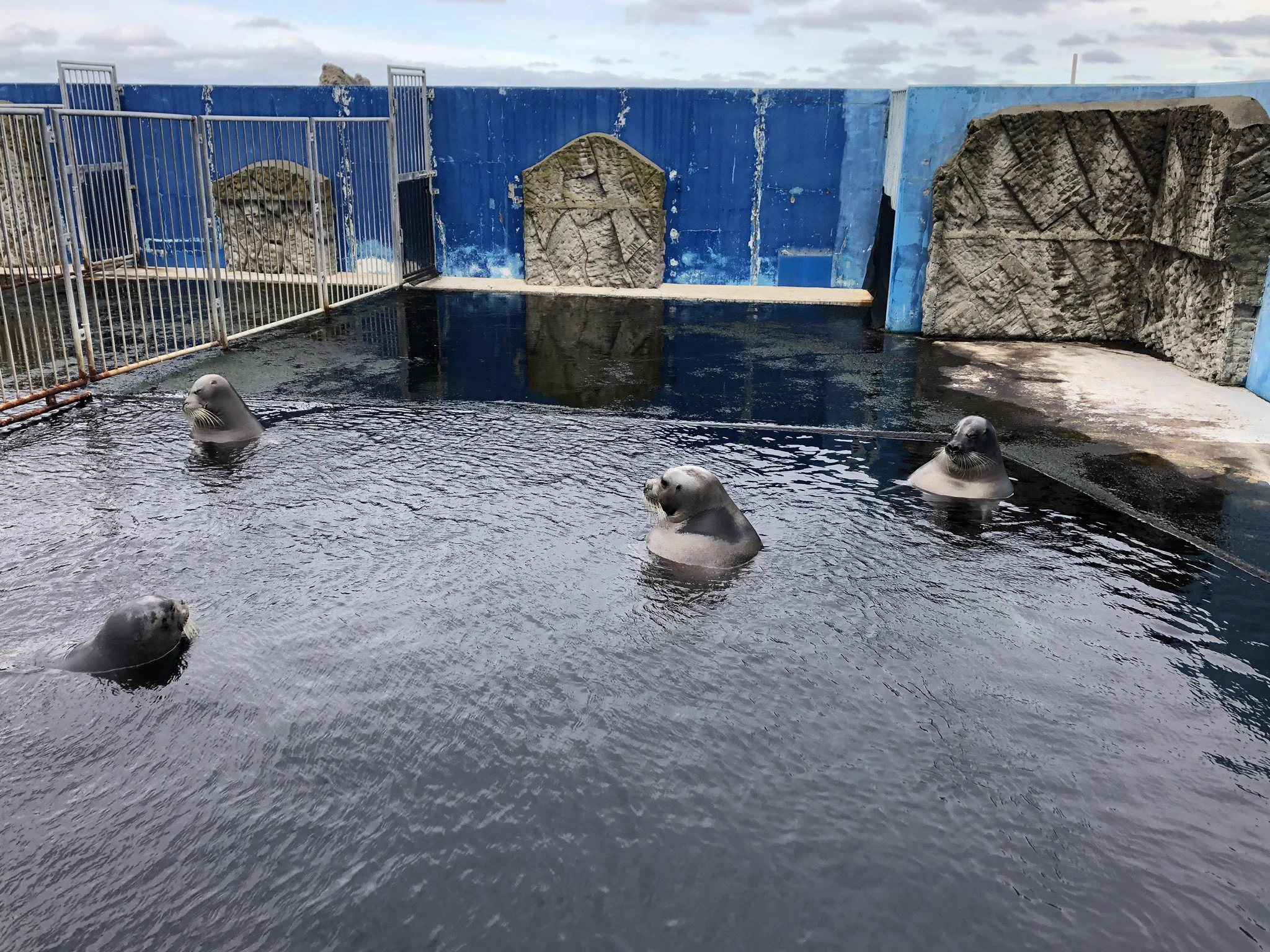 アザラシを見に行ったら、銭湯にいるオッサンだったｗｗｗｗ