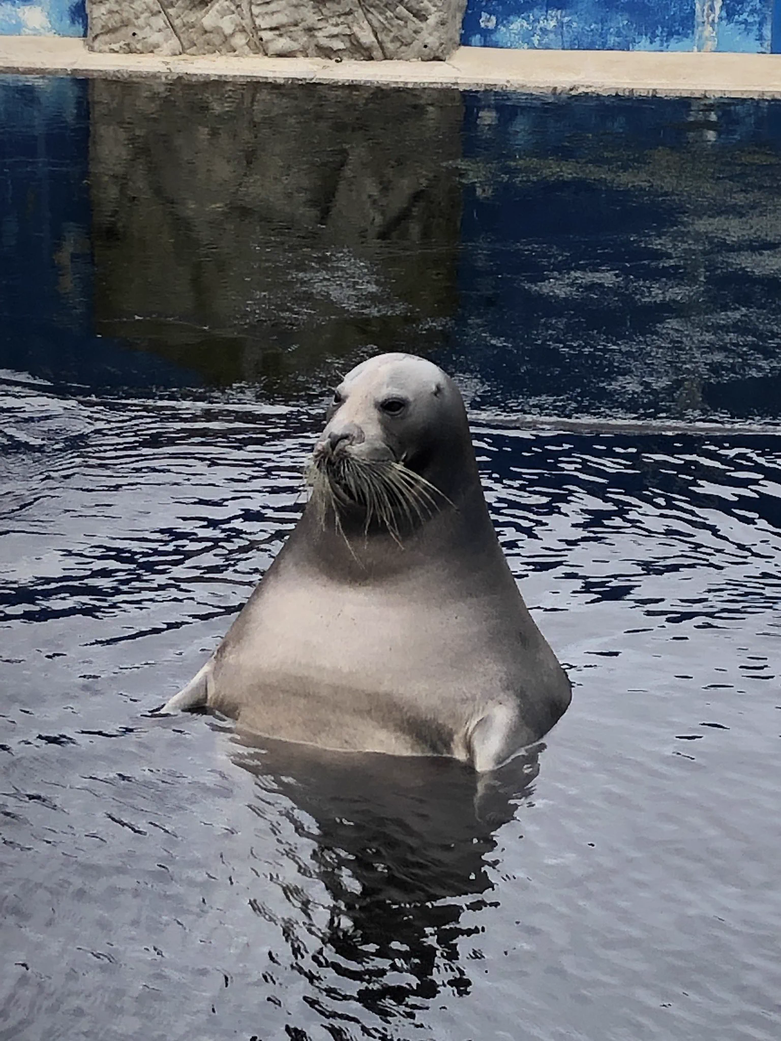 アザラシを見に行ったら、銭湯にいるオッサンだったｗｗｗｗ