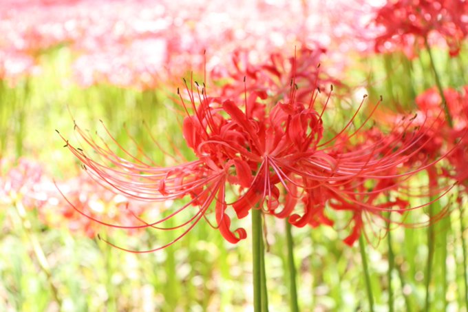 巾着田曼珠沙華公園のtwitterイラスト検索結果 巾着田曼珠沙華公園のtwitterイラスト検索結果