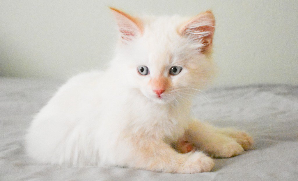 Katzeninfo's tweet photo. Sie sind ungemein intelligent, haben ihren eigenen Kopf, und sie sind ausgesprochen niedlich. Mal verschmust, mal eher zurückhaltend, aber immer sanft, sehr grazil - und abenteuerlustig zugleich: Katzen gehören zu den beliebtesten Haustieren der Deutschen: https://t.co/4tXTRQRuAD https://t.co/T0waSL6Bpl