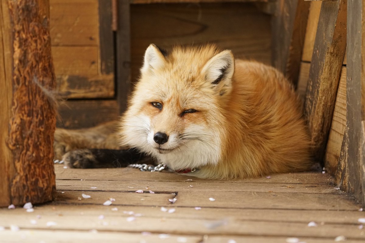 ট ইট র りゅうみょう カレンダー選考落ちおきつね写真だｵﾗｧ 天狐の日だしtlを狐で埋める キツネ村