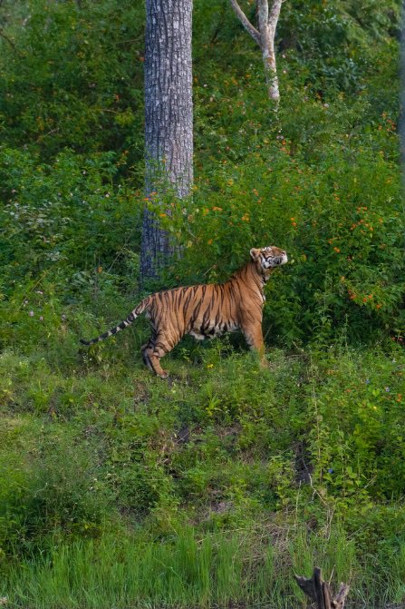 surdattack's tweet photo. Had the most beautiful sighting of a large male tiger smelling wild lantanas while soaking-in the rising sun at the Nagarole National Park. (Oct 3, 2019, 7:04 am) https://t.co/akmbt7Rod0