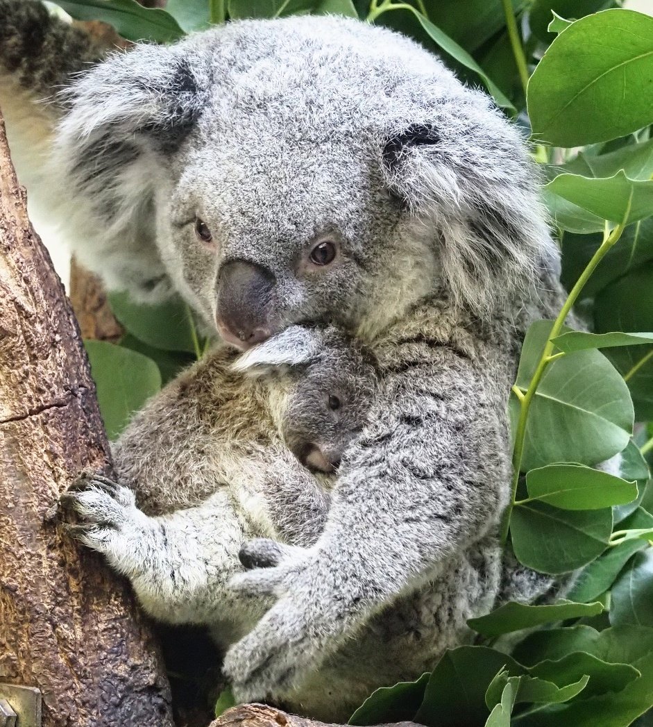 まふぃん ママ 大好き って ニーナママにしがみつく赤ちゃんですが ニーナがあまりにも愛らしくて まるで 可愛いこども コアラが赤ちゃんコアラのぬいぐるみを抱っこしてるみたいでした 多摩動物公園 コアラ ニーナ コアラの赤ちゃん