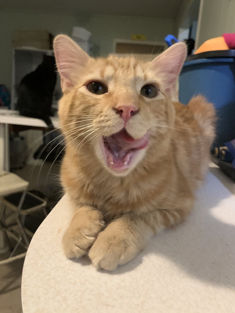 Today’s the day‼️Hope you are enjoying this lovely #Caturday ✨🧡 Merlin is screaming for joy at the thought of finding his #foreverhome TODAY at @ShopAlyssas 😻🌈 #AdoptDontShop #CatsOfTwitter #Cats #Pensacola