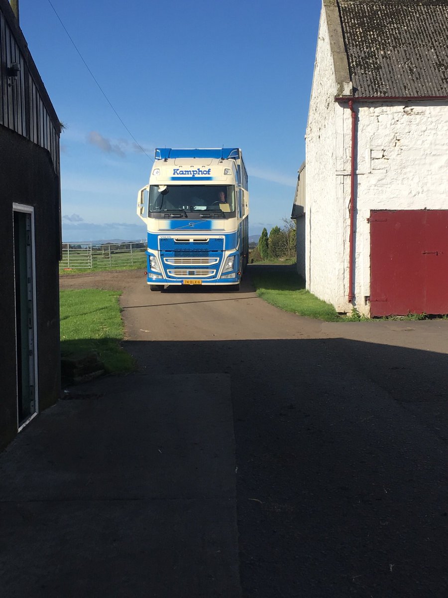 First of the girls arriving from Denmark 🇩🇰🐂#TeamDairy