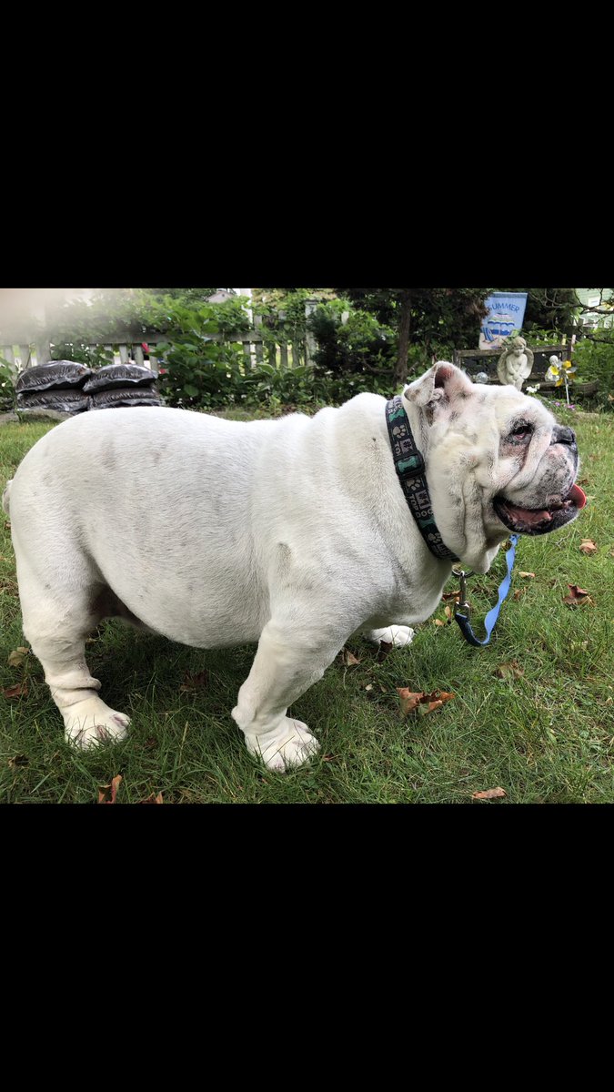 Sexy isn’t a Shape...
It’s an Attitude...
I’m shaped like  Burrito...
Who doesn’t Love a Big Burrito..
Love, Gertie the Bulldog🌯🐾🐶🐾
#gertiethebulldog #shape #Attitude #BeautyIsNotASize #weekend #SaturdayThoughts #SaturdayMotivation #dogsoftwitter #CatsOfTwitter #Bulldog #Dog