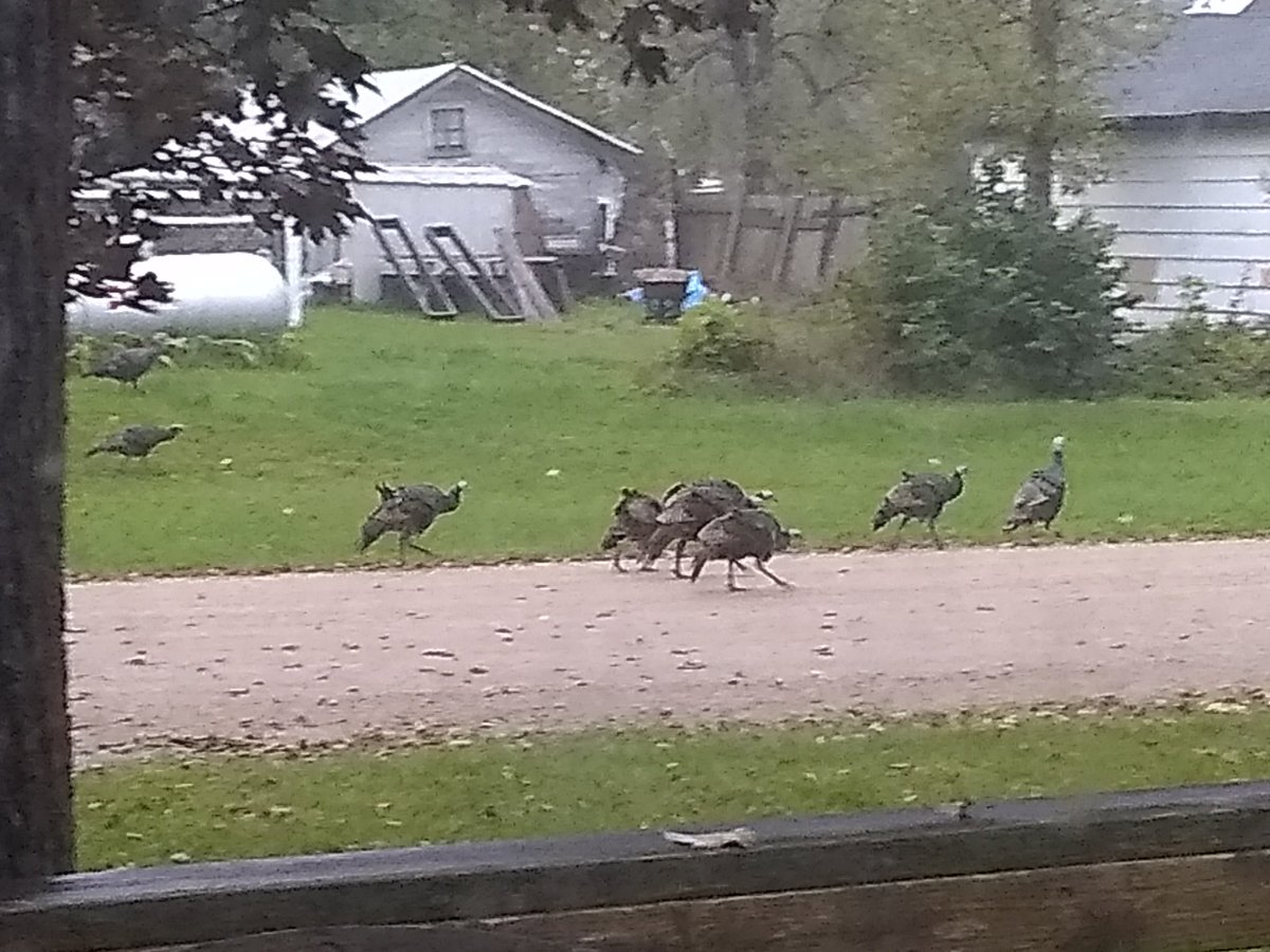 sallyjos's tweet photo. Town wild turkey flock ambling over for renewed talks with the Summit Chicken Militia. Not in photos: ten more turkeys, taking up the rear. Hope hens don't trade guns for acorns. #sdproblems https://t.co/JAI84lOdyi