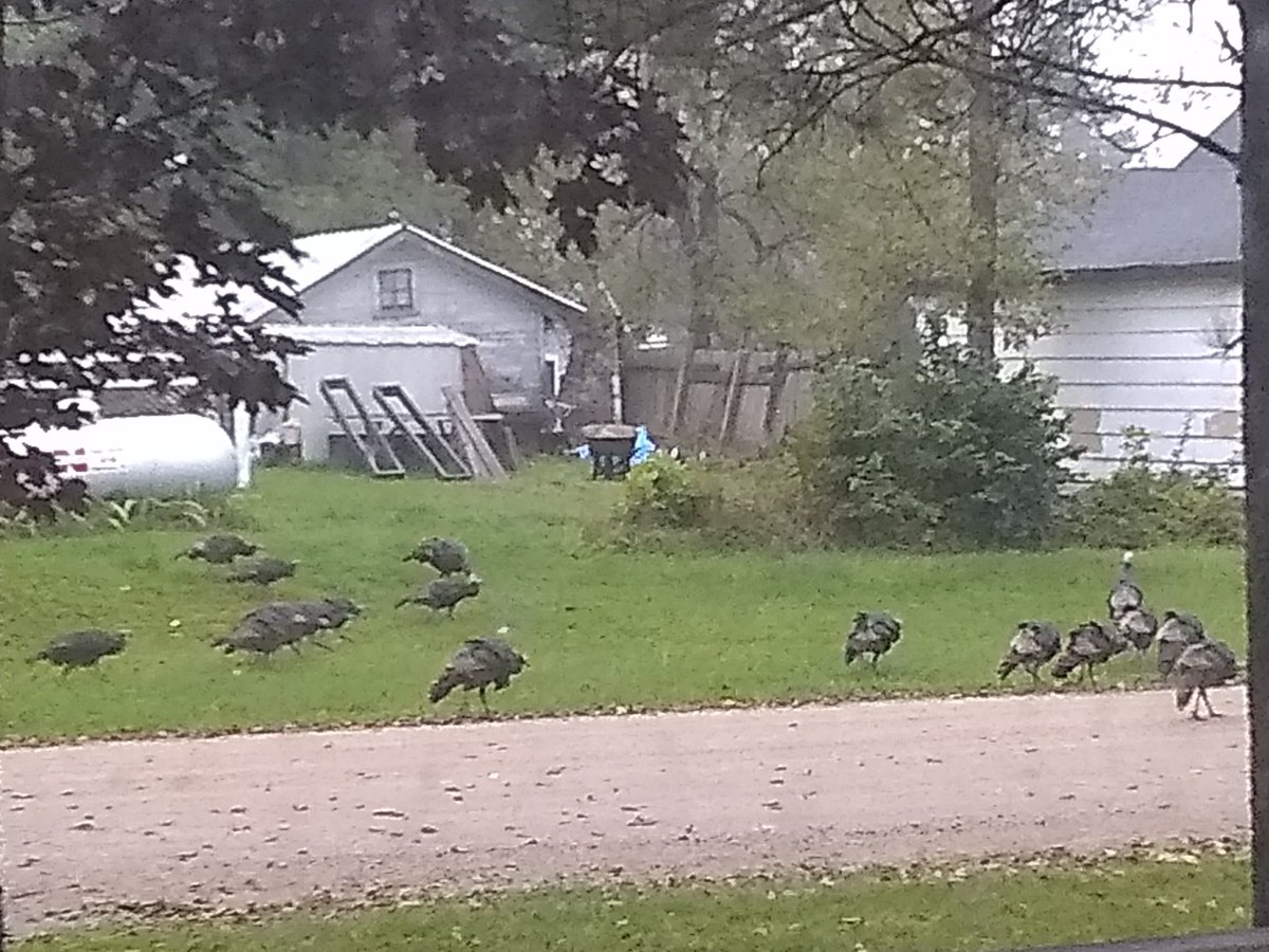 sallyjos's tweet photo. Town wild turkey flock ambling over for renewed talks with the Summit Chicken Militia. Not in photos: ten more turkeys, taking up the rear. Hope hens don't trade guns for acorns. #sdproblems https://t.co/JAI84lOdyi