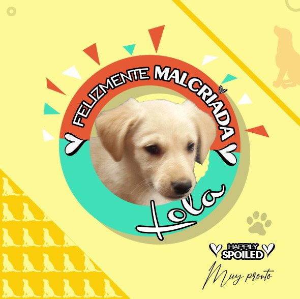FelizmenteLola's tweet photo. Soy Lola y muy pronto me vas a ver #FelizmenteMalcriada๐ถ
#HappilySpoiled ๐ถ
Seguime ๐ @FelizmenteLola
#perros #mascotas #petseries #pichichos https://t.co/cjzobFQg2s