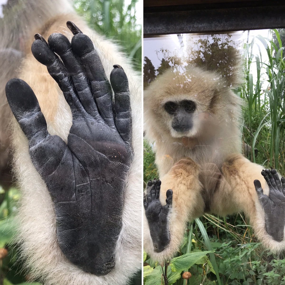 Jake the Lar Gibbon at <a href="/WelshMountainZo/">Welsh Mountain Zoo</a>