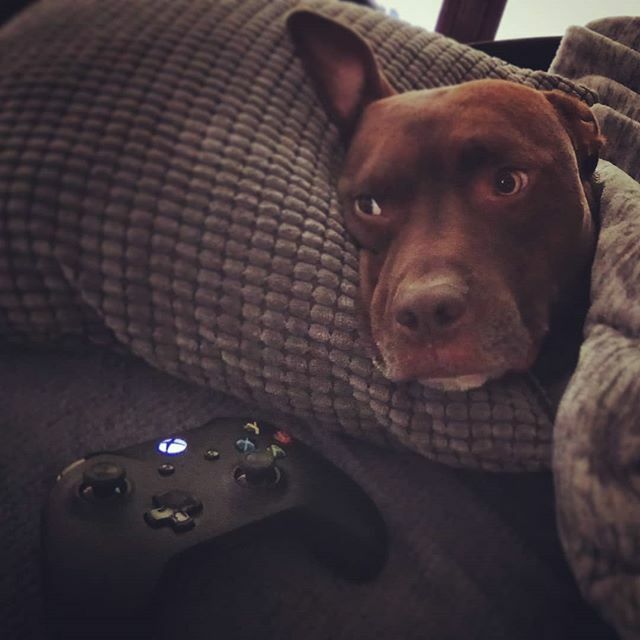 sle3va's tweet photo. - Piąty #headshot Padre... Ale z ciebie snajper... Nawet już nie pękam jak biegną ci psychole z toporkami.

#xonex #borderlands2 #sniper #pitbull #rednose #Hacker #pitboy #xboxonex https://t.co/I4hUeWTzDl https://t.co/fqPyEPWZmN