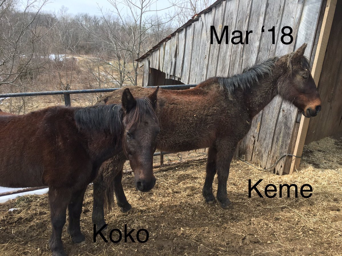 Wild Mustang Community On Twitter Horses Go For Hours Or Days Without Food Or Water The Horses Are Exposed To Illness And Abuse Before Their Journey Across The Boarder Only To