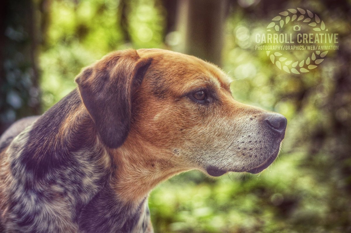 CarrollCreate's tweet photo. #dogphotographer #dogsofireland #Photographer #armagh #NorthernIreland #forest https://t.co/fOQW88zKiu
