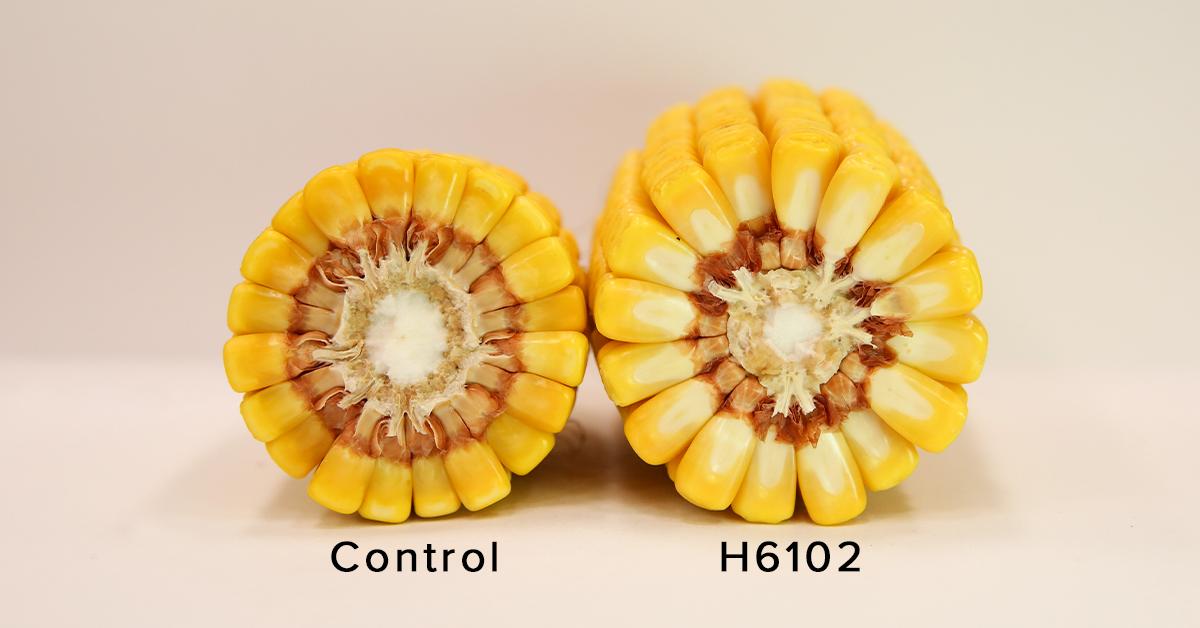 HeftySeed's tweet photo. Look how deep these kernels run! H6102 is a monster yielder with fertility and biological management. Learn more about Hefty 6102 online or contact your local Hefty Agronomist today. https://t.co/uYlzRB3Uur #heftyyields #heftycorn #harvest19 https://t.co/mJjpXPsl5h