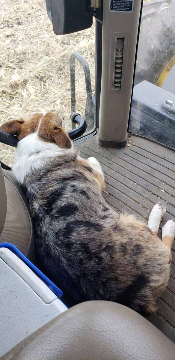 Momcow2's tweet photo. Ride buddy today. She loves riding. #farmdog #harvest2019 https://t.co/WBUOiwhssj