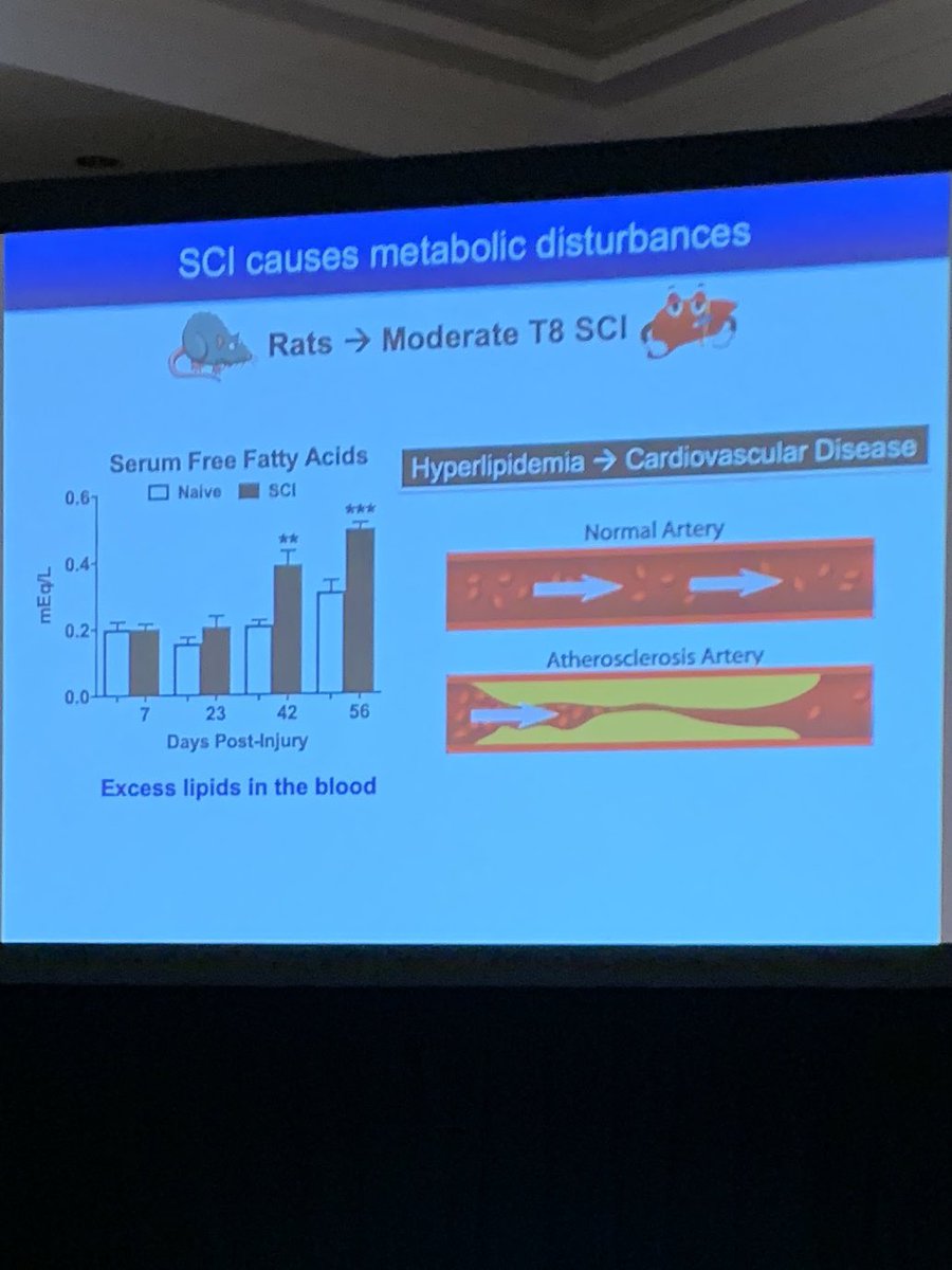 eperlste's tweet photo. .@danamctigue (Ohio State): rodents and humans with SCI get fatty livers (NASH) and insulin resistance. People living with paralysis have higher incidence of metabolic syndrome.
Intriguing: ALT levels in the blood may be a SCI biomarker. cc @ethanjweiss #Working2Walk19 https://t.co/JgUqYmH78D