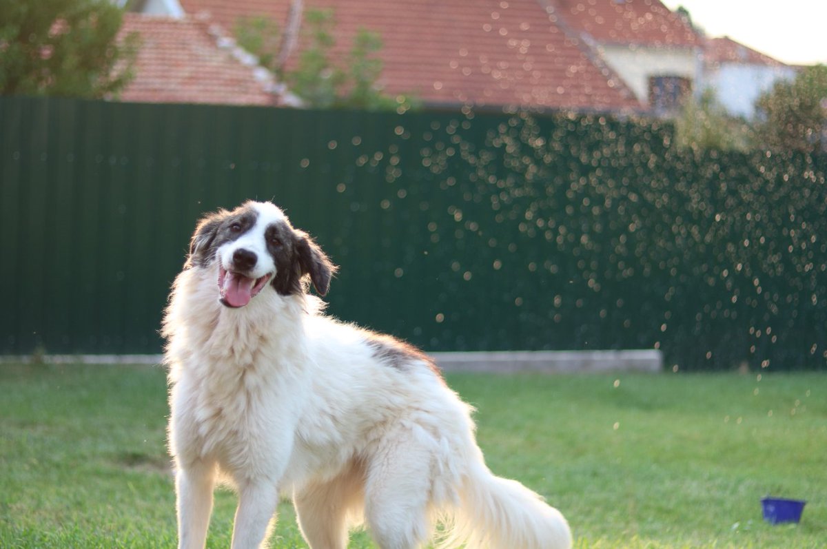 NatalijaaaT's tweet photo. Is anyone interested in adopting this happy boy? 2 years, good with other dogs and cats, children too.
#rescue #AdoptDontShop #dog #doglovers #rescuedog #pawsomedogs https://t.co/BglO9uvcDb