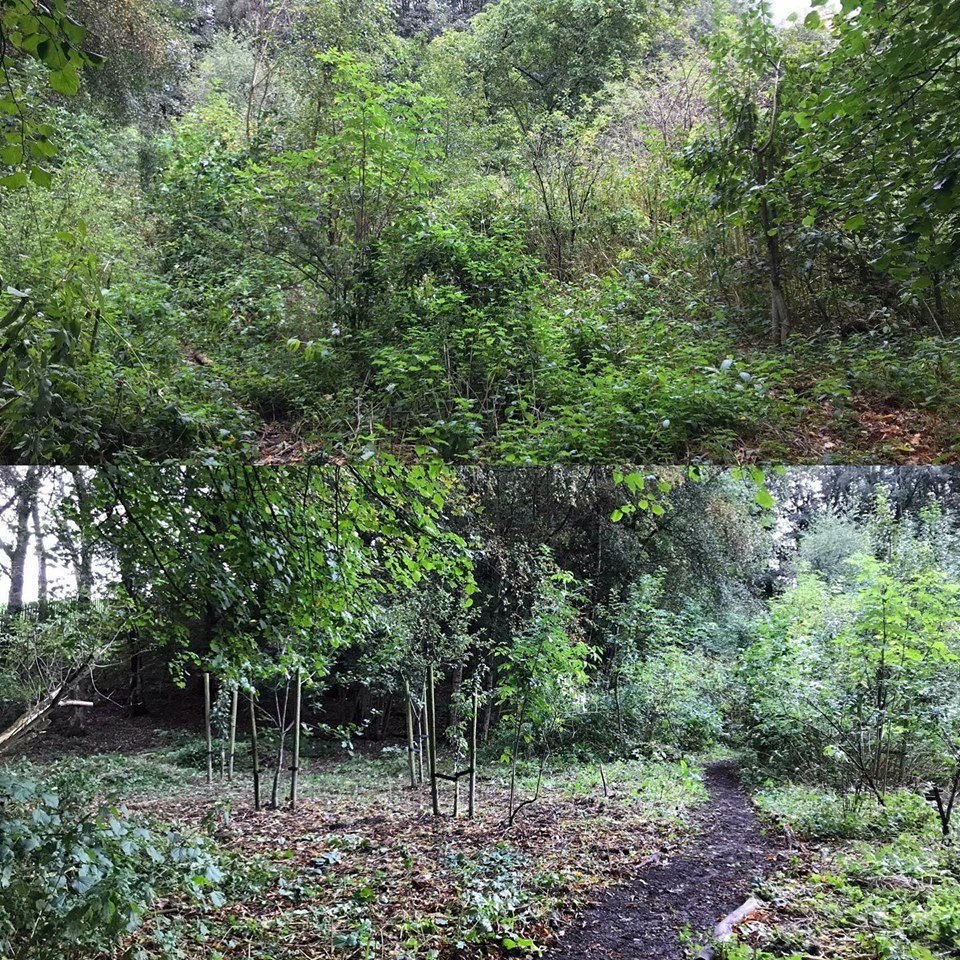 IEHeatonPark's tweet photo. 12 hours of volunteer graft (fruit tree pun 😉) and we’re beginning to find the community orchard. #4volunteers #12hours #community #apples #pears pears *next volunteer session Friday 11th October. 10am Meet at the Community Garden* @HeatonPark @MCCHBlackley https://t.co/iq7PBrqh0X