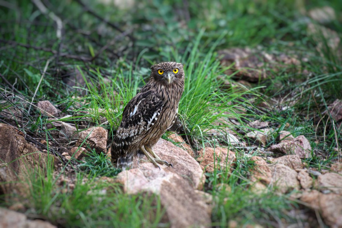 ZKarnataka's tweet photo. Free ranging flora @#AtalBiharivajpayeezoologicalpark #Hampizoo photo courtesy #Avanish connecting to smaller beautiful animals in our surroundings is first step of #connectnature programme. https://t.co/kKbebtg6s8