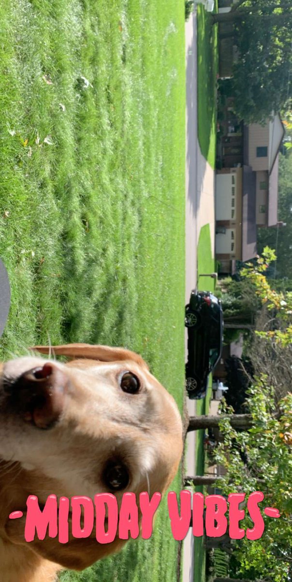 SamuelPost9's tweet image. Love spending quality time with my pup! #cutedogsoftwitter #CAP105GVSU