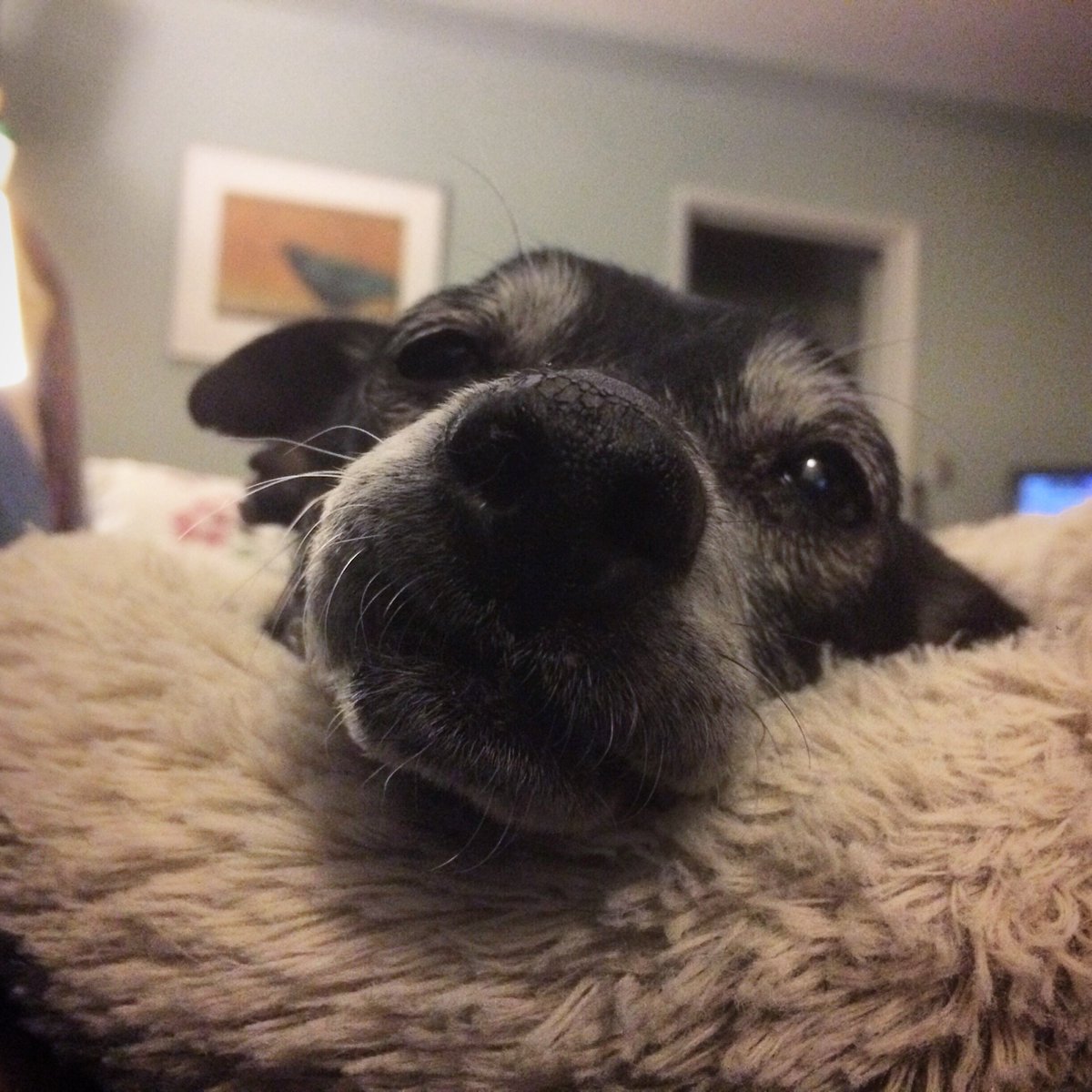 Nick! Coming up on three wonderful years with this angel. Adopt senior pets. #seniorpupsaturday