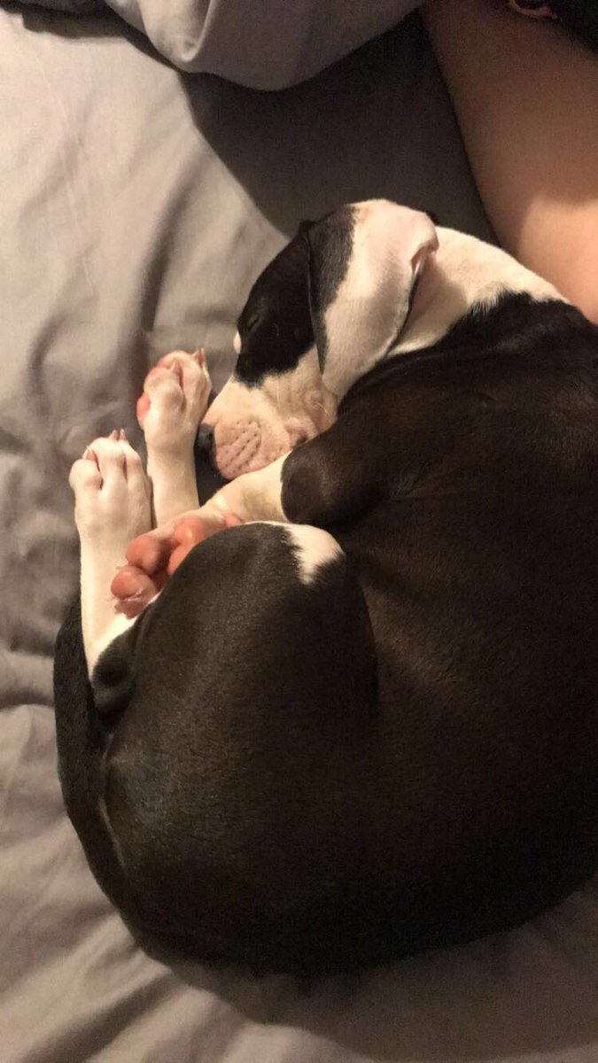 Cait_Marissa's tweet photo. @ChrisEvans It’s a puppy thing😂 https://t.co/ieeN7Mr3Fm